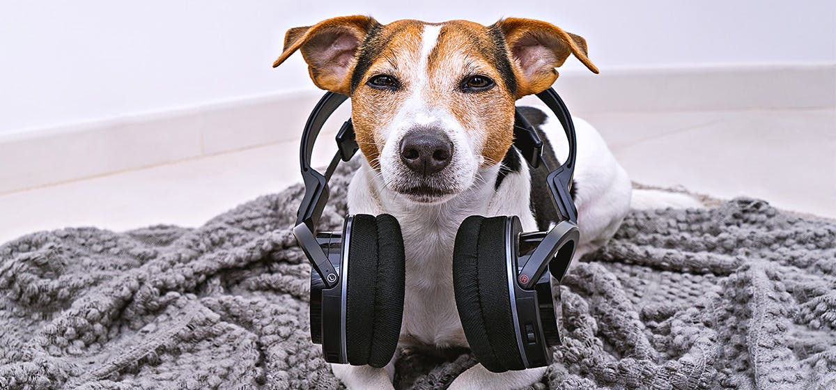 What sounds can dogs hear that humans Cannot?