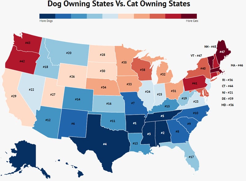 What state in the US has the most cats?