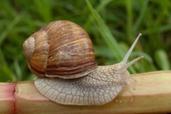 What temperature kills snails?