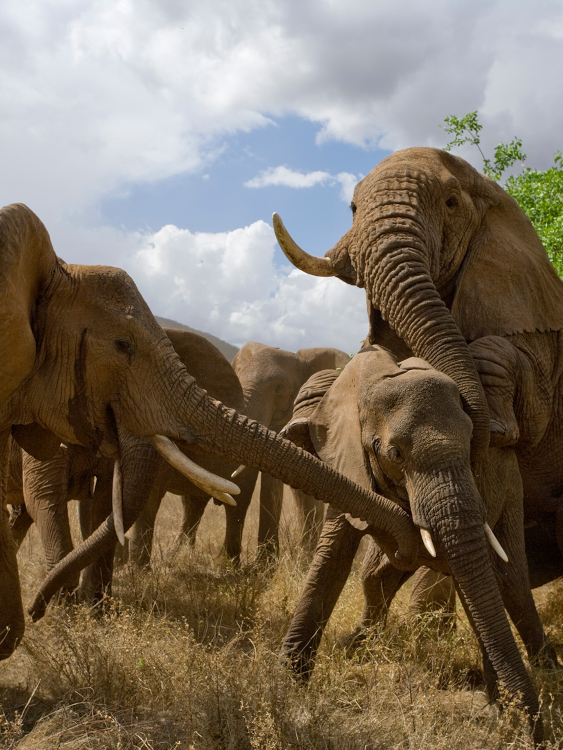 What time of year do African elephants mate? What time of year do African elephants mate?