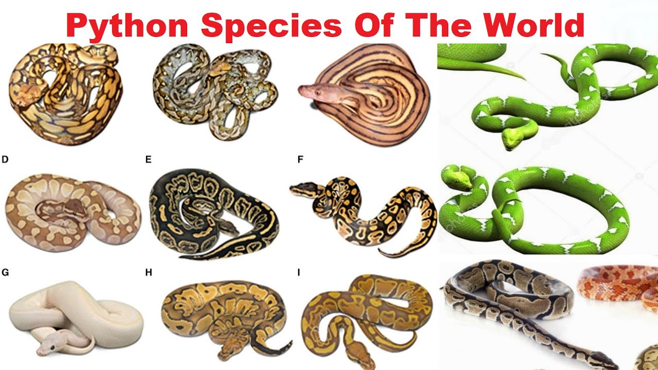 What type of animal is Python? What type of animal is Python?