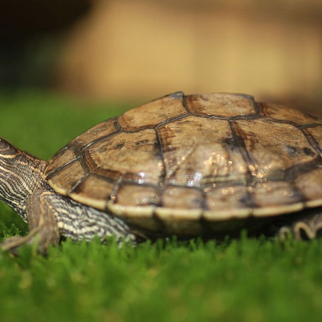 What types of turtles can be kept as pets?