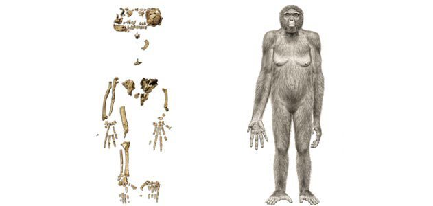 What was the first early hominid?