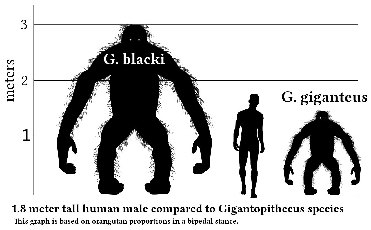 What was the largest hominid?