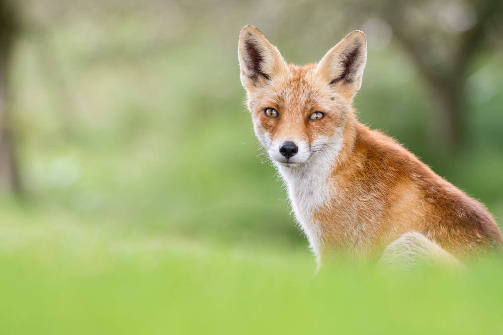 What word is used for a female fox?
