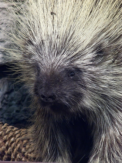 What's another name for porcupine?