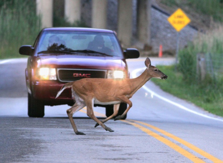 When are deer most likely to run into the road?