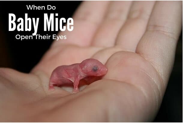 When do baby mice open their eyes for the first time?