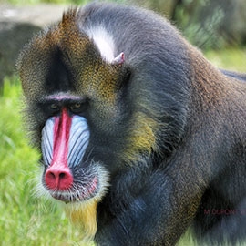 When is the best time to see mandrills?