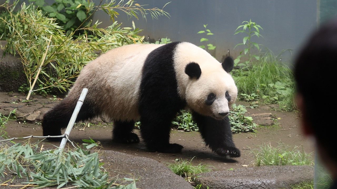 When will the panda born in Japan return to China?