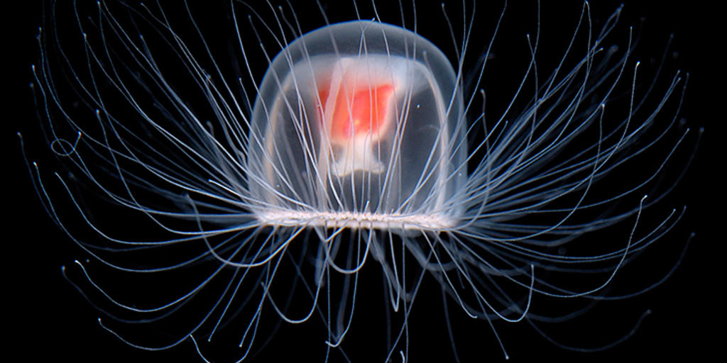 Where can I find immortal jellyfish?