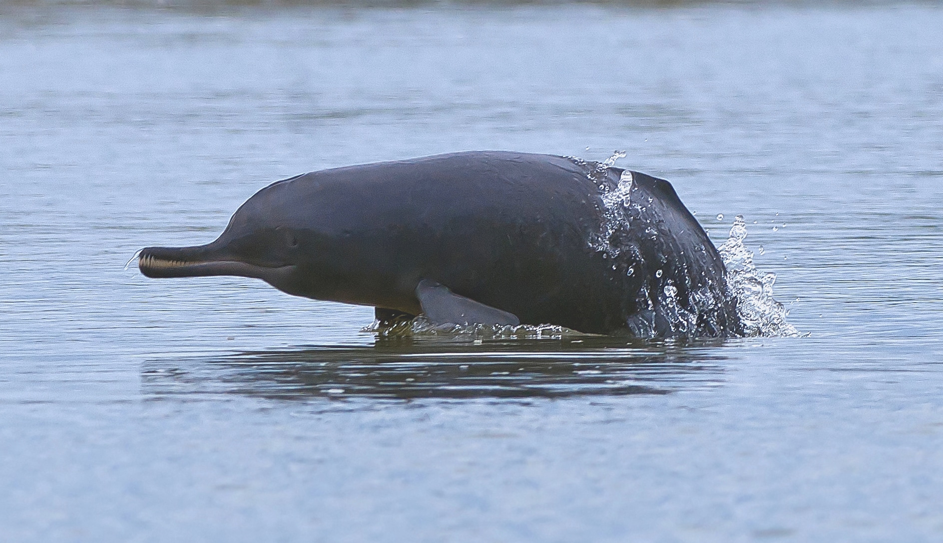 Where can you find the South Asian river dolphin?