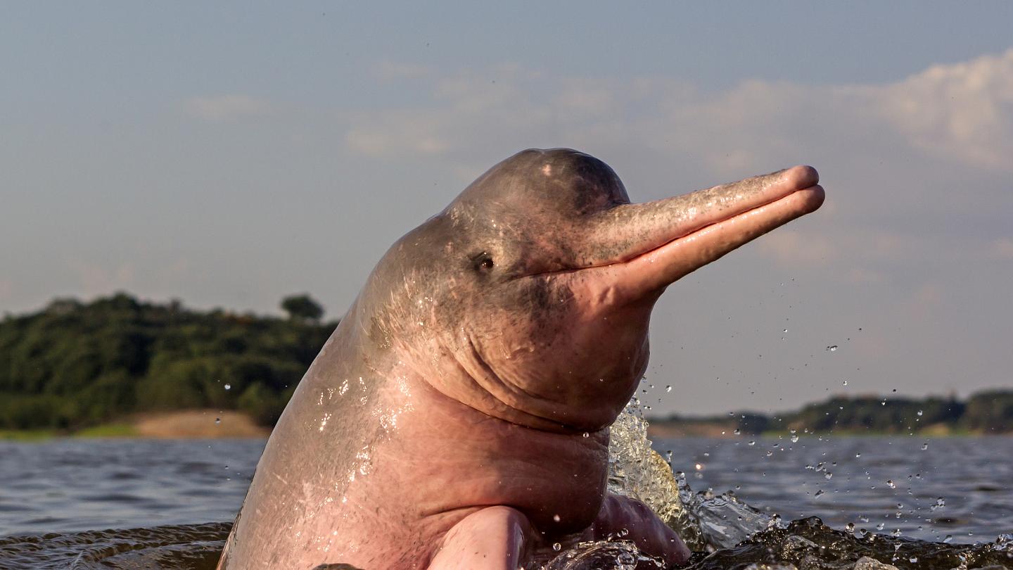 Where can you see river dolphins?