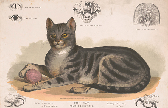 Where did the earliest breed of cat originate?