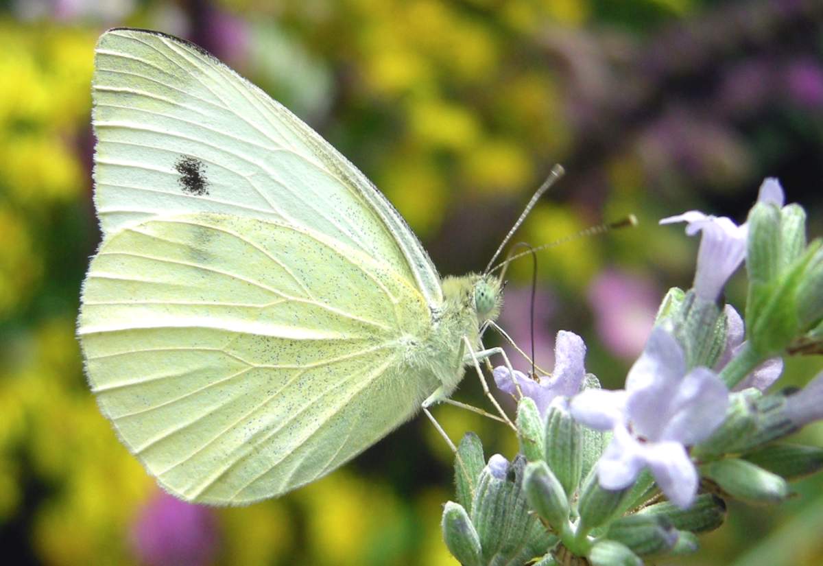 Where do cabbage white butterflies live?