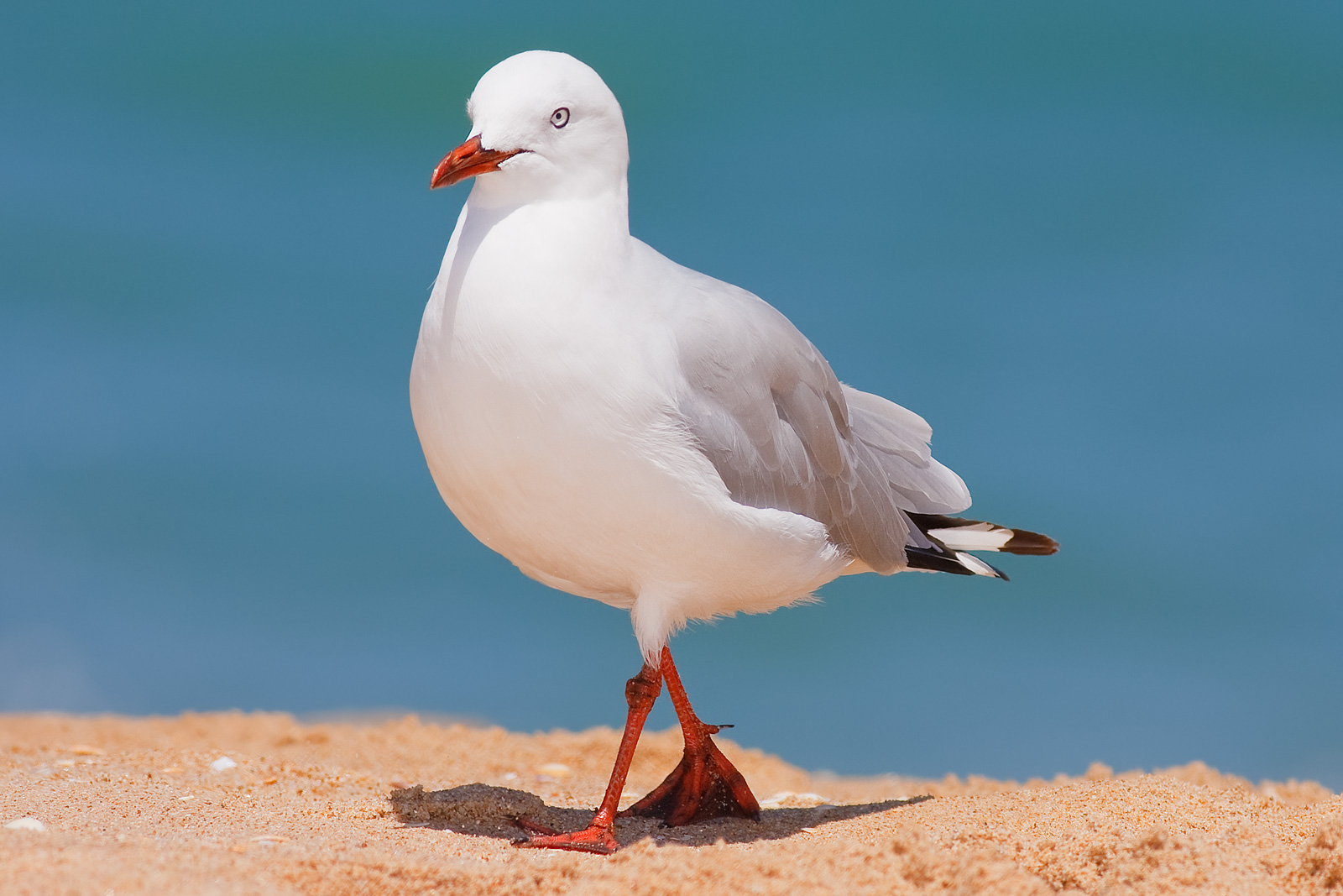 Where do seagulls live in Australia?