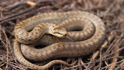 Where do smooth snakes live in the UK?