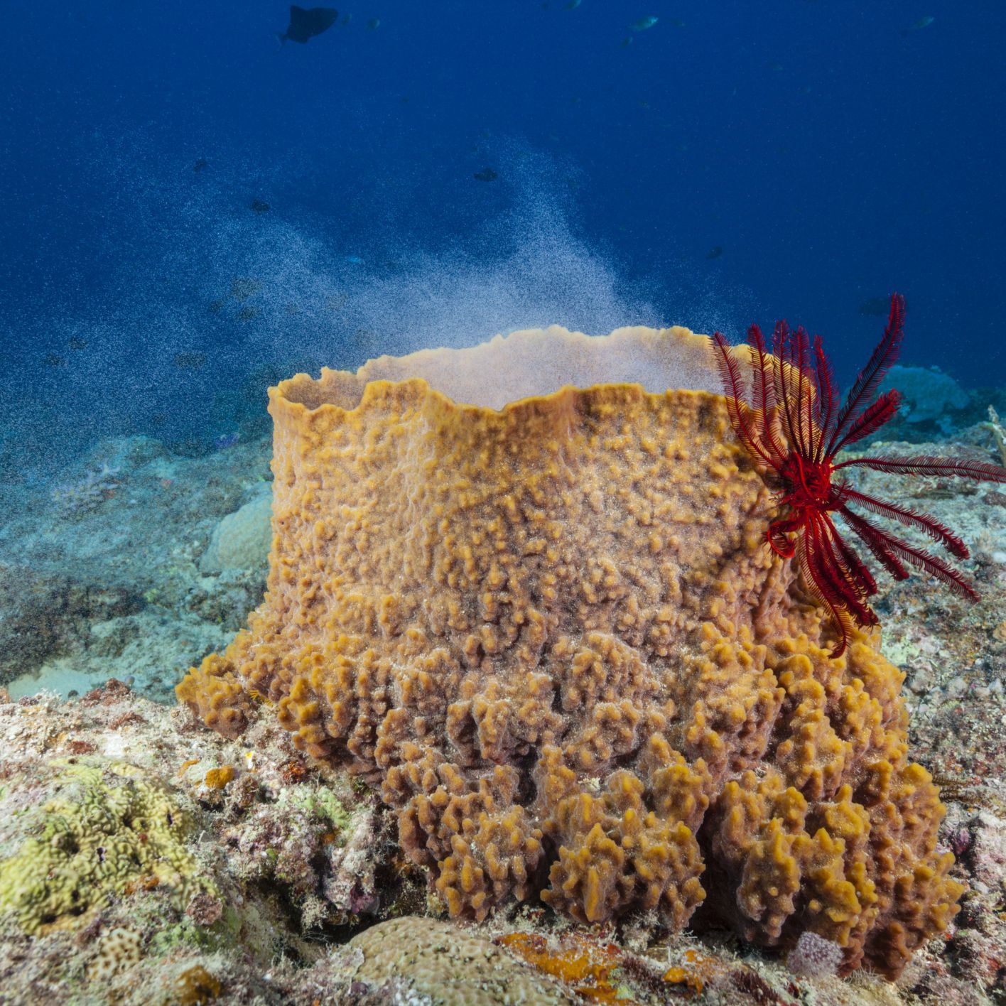 Where do you find sponges in the ocean?