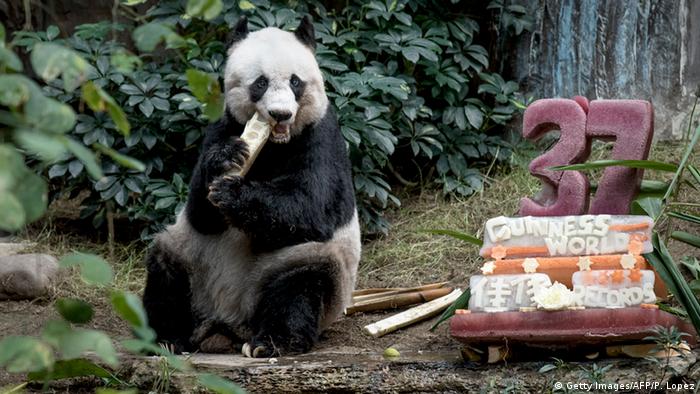 Where is Jia Jia the oldest panda?