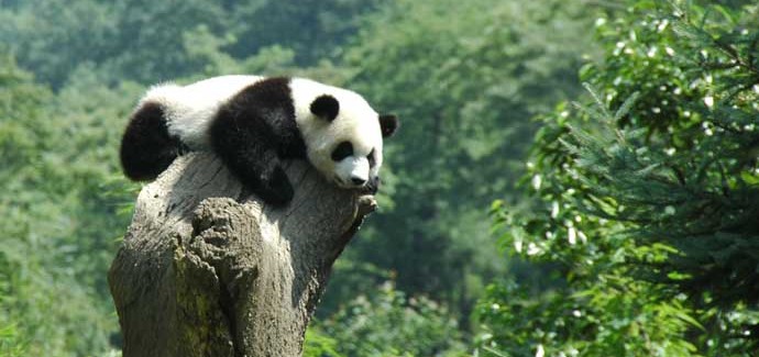Where is the giant panda's habitat?