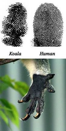 Which animal has the same fingerprints like humans?