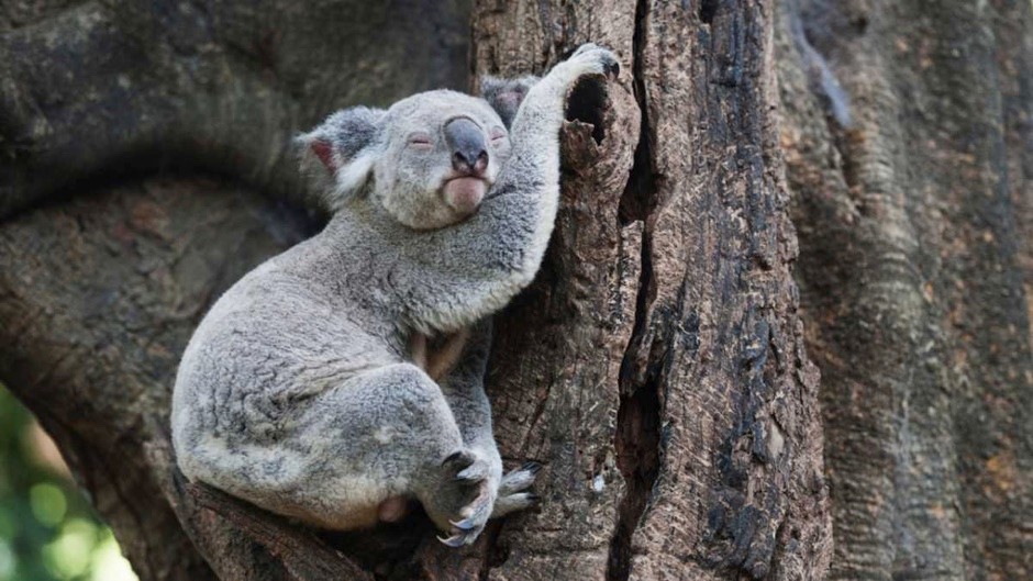 Which animals are the most sleepy?