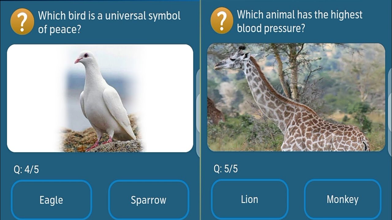 Which bird has the highest blood pressure?