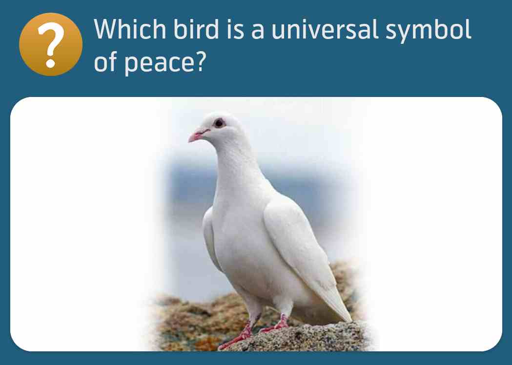 Which bird is a universal symbol of peace? Which bird is a universal symbol of peace?