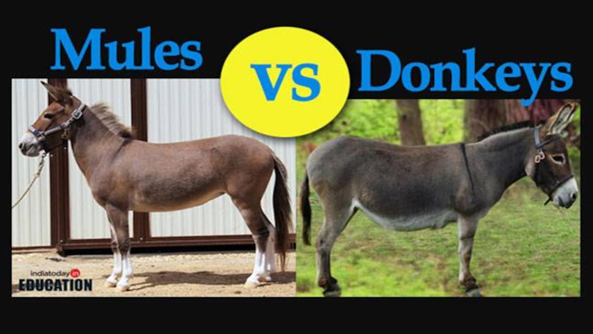 Which is stronger mule or donkey?
