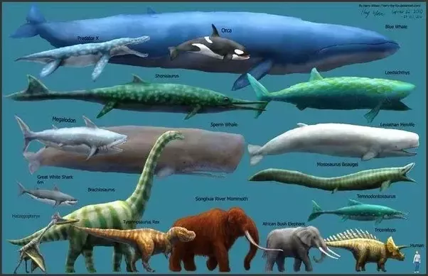 Which is the smallest and largest mammal in the world?