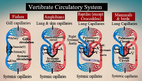 Which is type of circulation present in amphibians and reptiles?