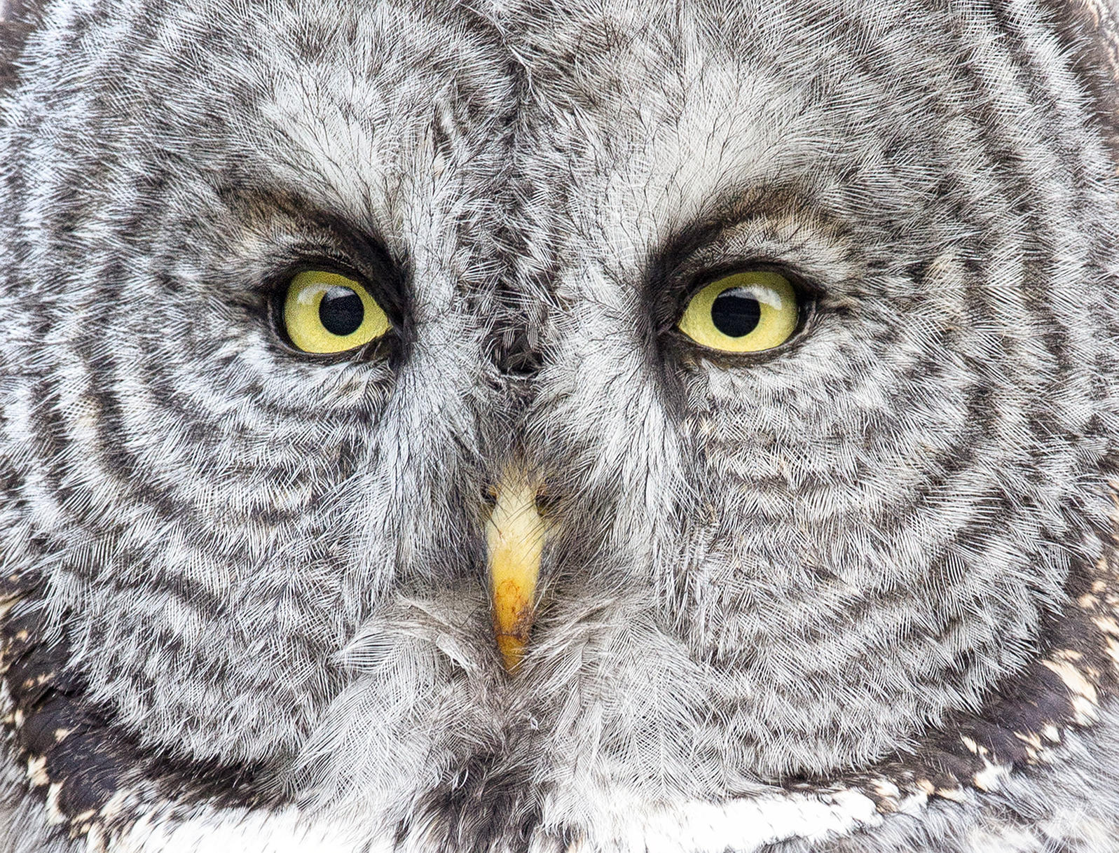 Which owl has the biggest eyesight?