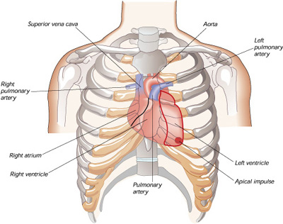 Which side of the chest is the heart located? Which side of the chest is the heart located?