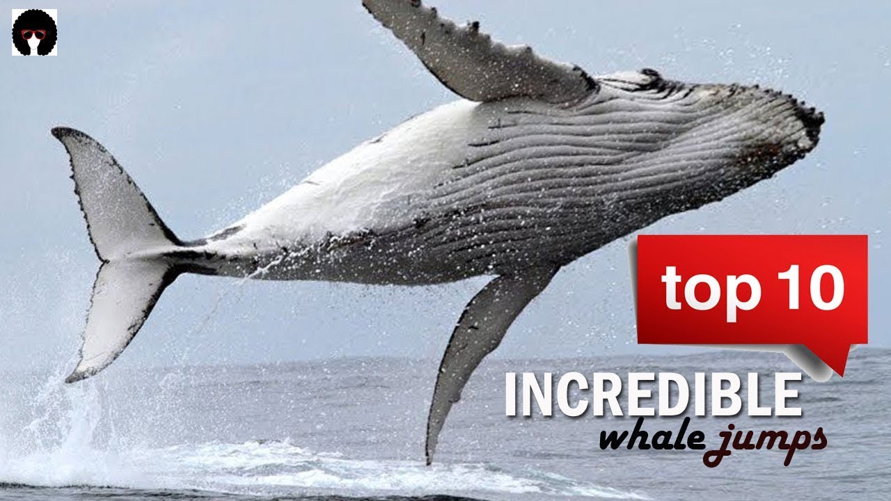 Which whale jumps from water?