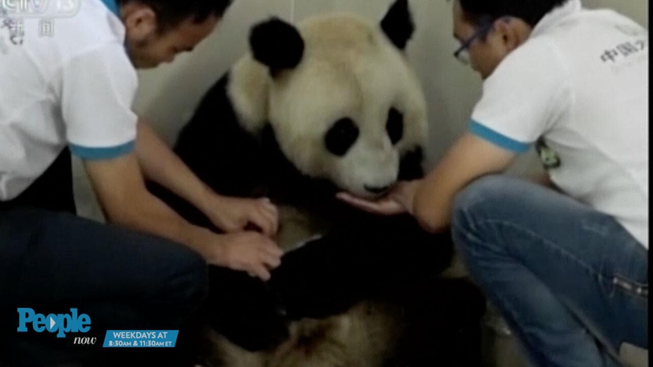 Who is the second oldest panda to give birth?