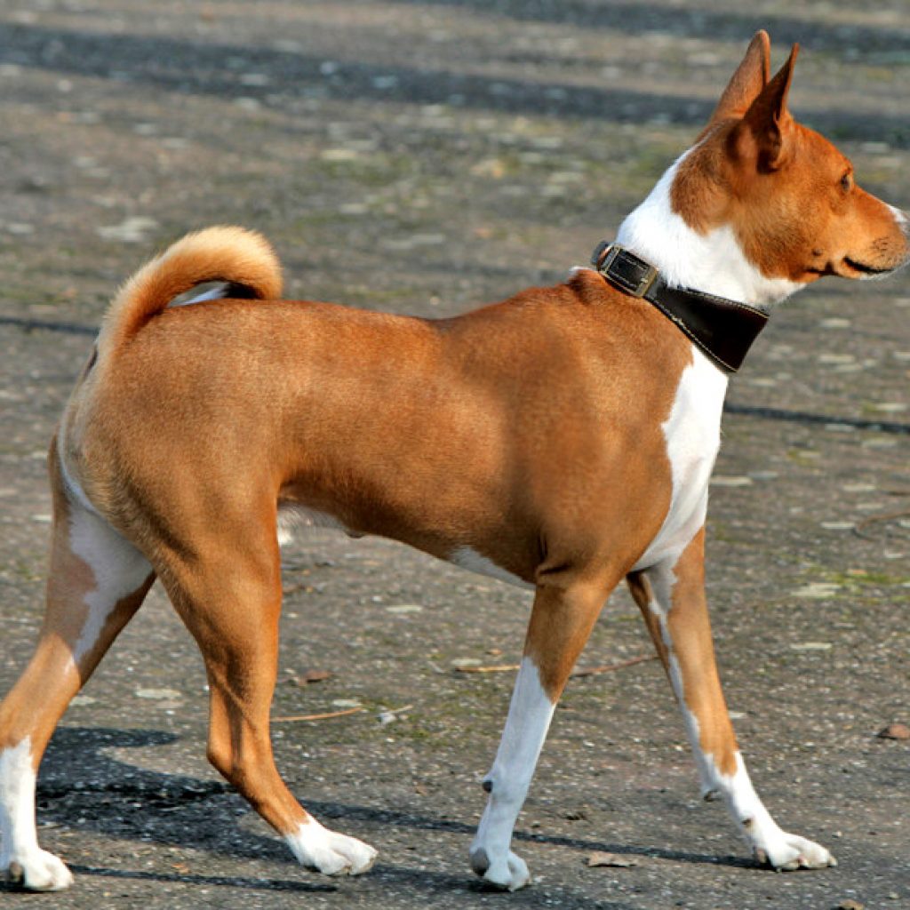 Why are Basenjis so clean?