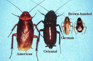 Why are Cockroaches so common?