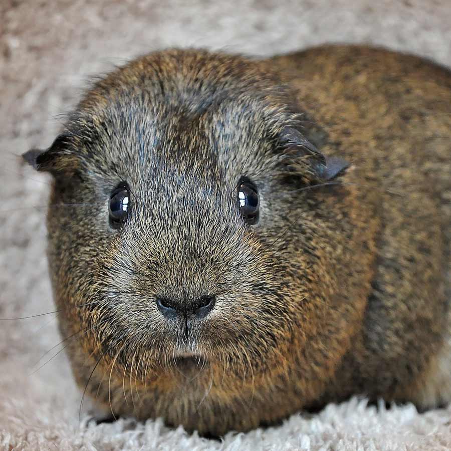 Why are guinea pigs called cochon d inde?
