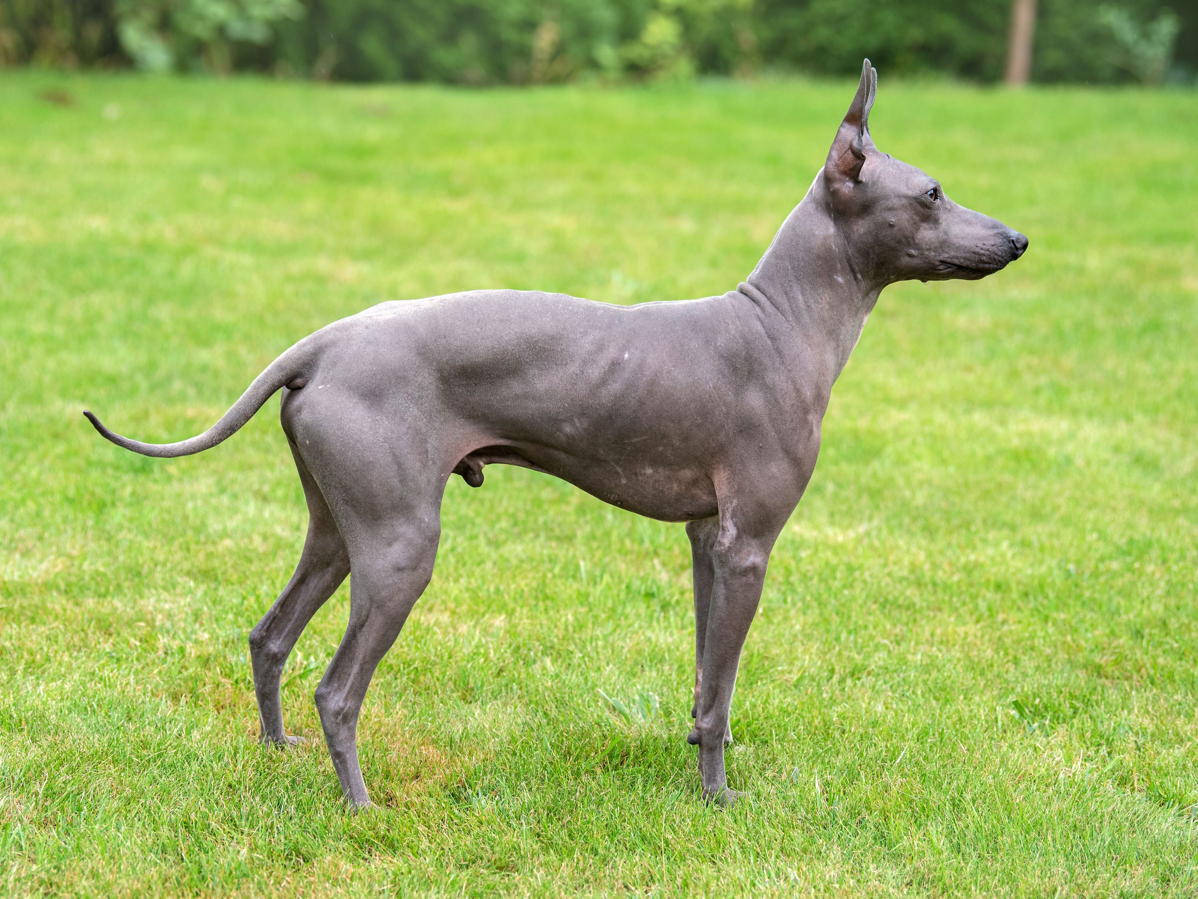 Why are hairless dogs hairless?