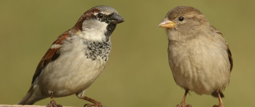 Why are house sparrows so annoying?
