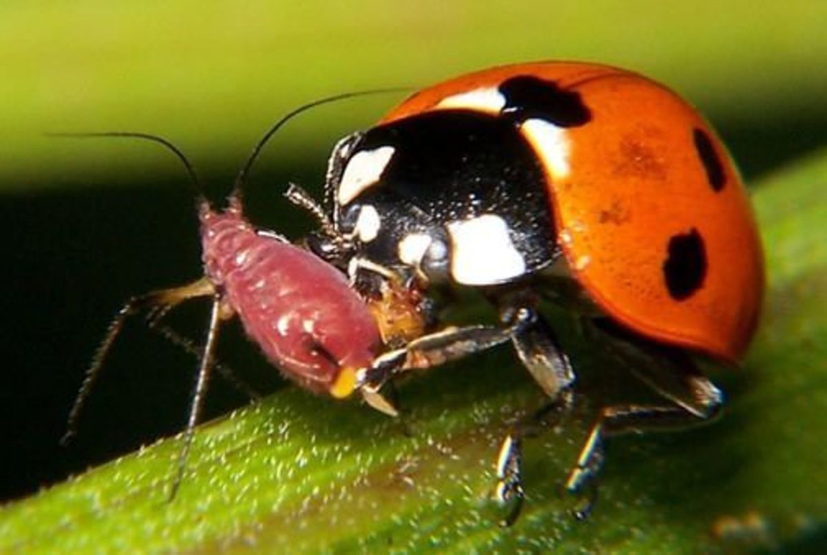 Why are ladybugs going extinct?