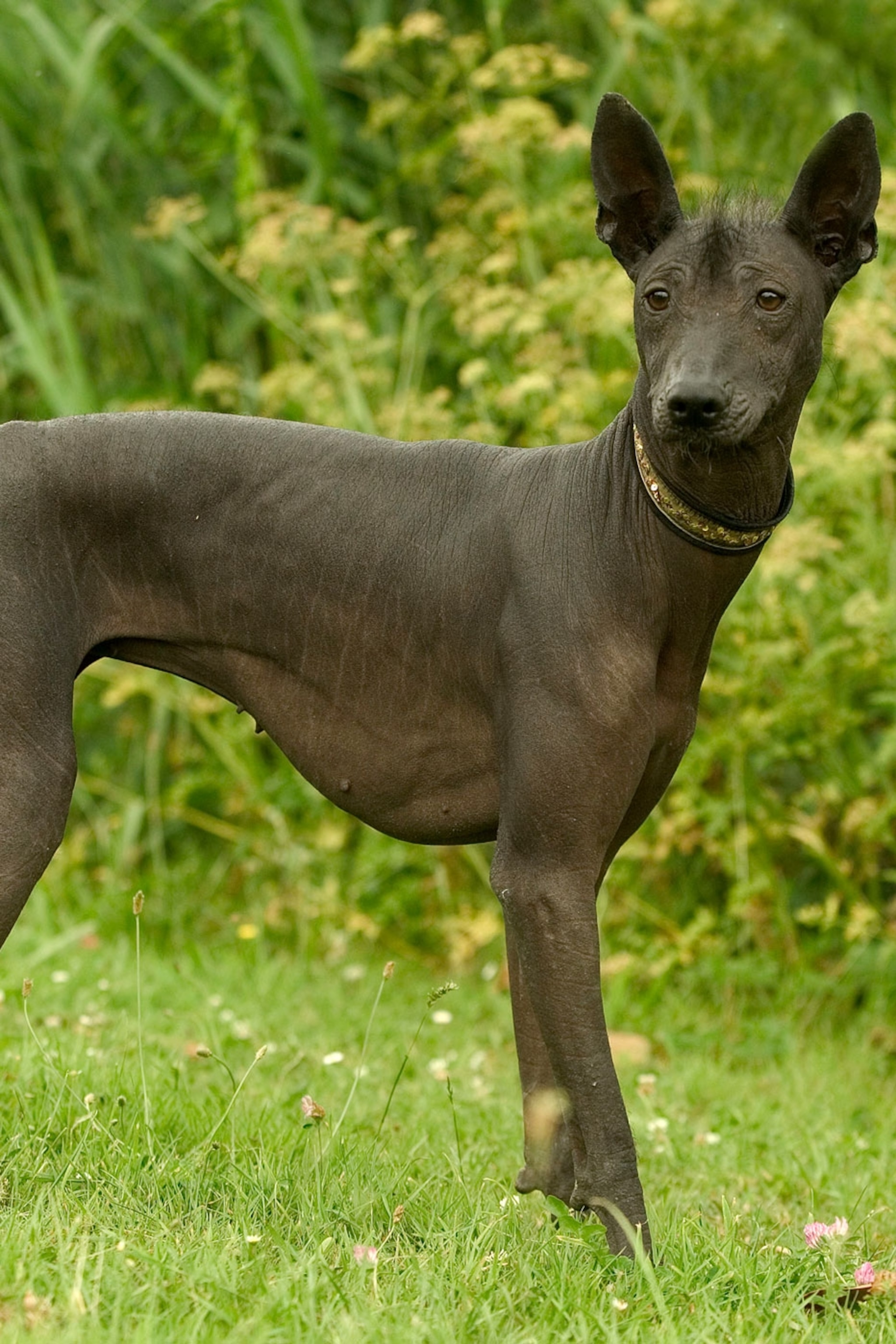 Why are Mexican hairless dogs hairless?
