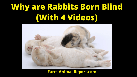 Why are rabbits born blind?