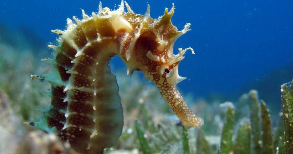 Why are seahorses bad?