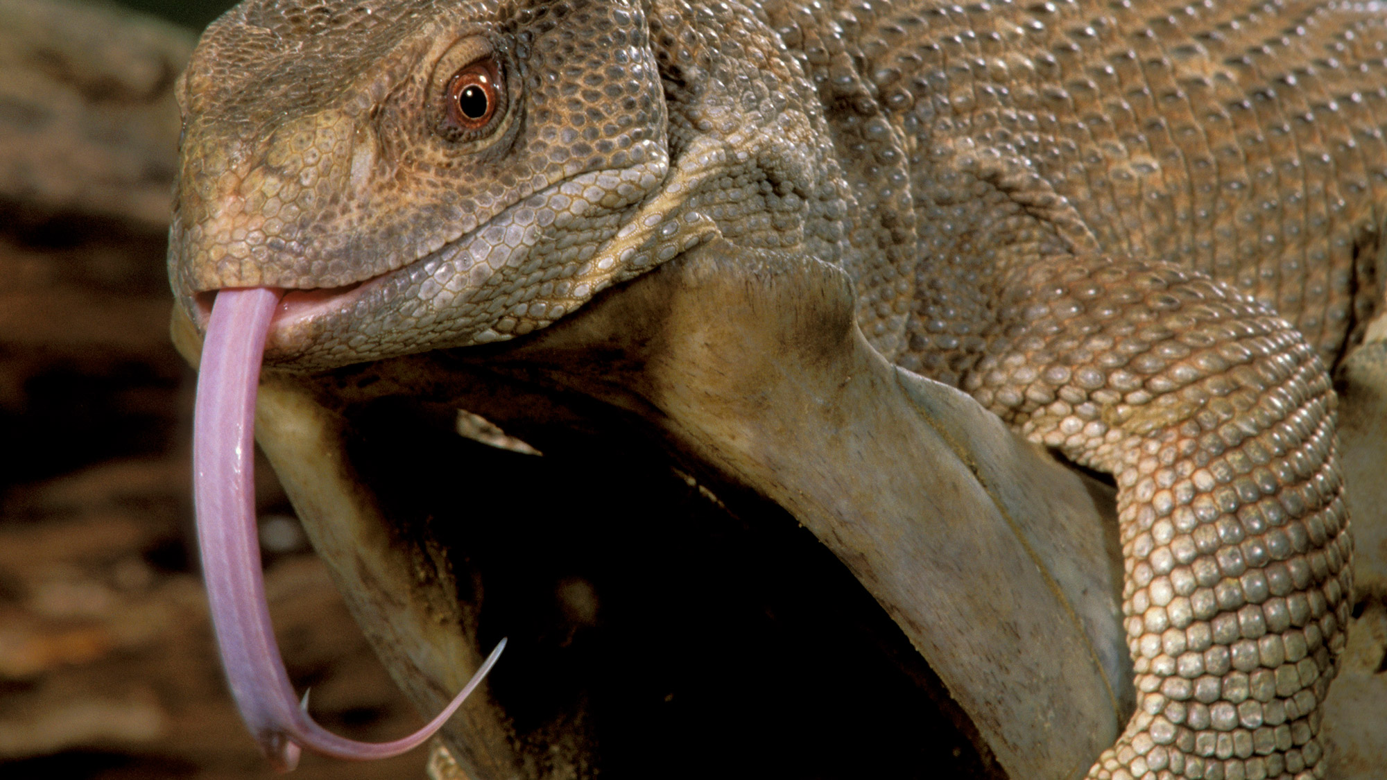 Why can reptiles hold their breath for so much longer than birds and mammals?