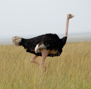 Why can't ostriches fly? Why can't ostriches fly?