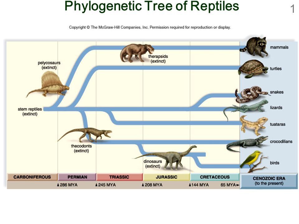 Why did mammals evolve to be mammals?