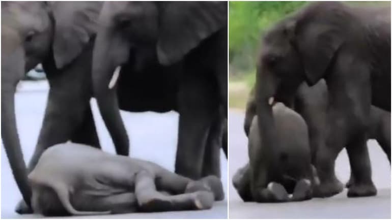 Why do baby elephants leave the herd? Why do baby elephants leave the herd?