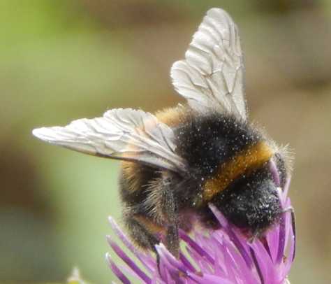 Why do bees have hairy bodies?