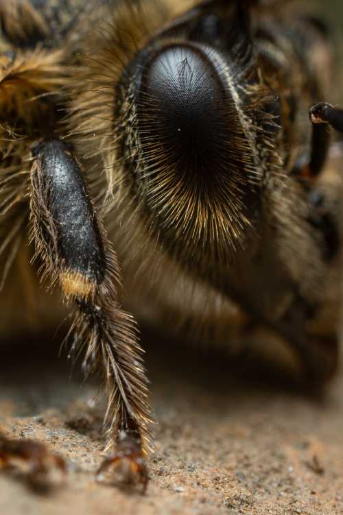 Why do bees have hairy eyes?
